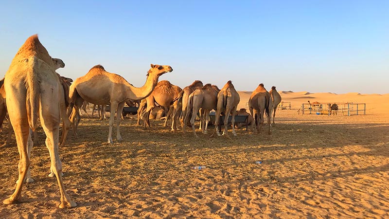 Camel Trekking Abu Dhabi