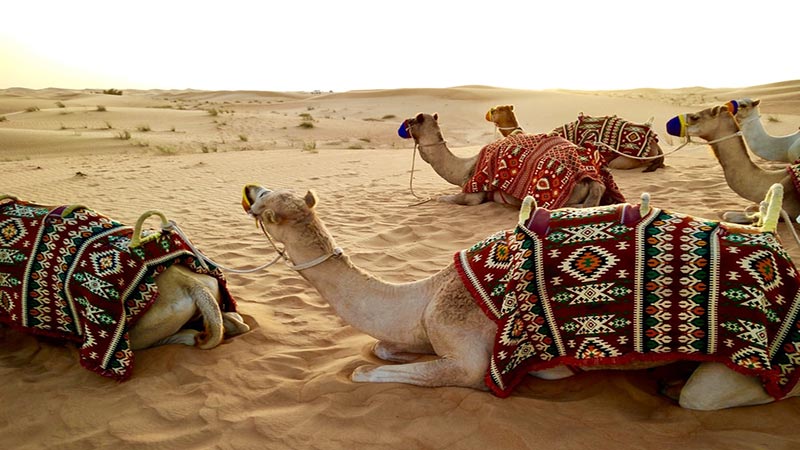 Camel Trekking Abu Dhabi
